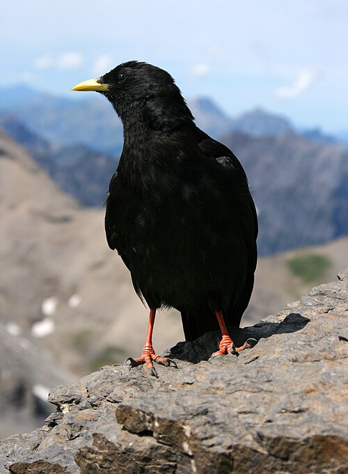 Alpine chough